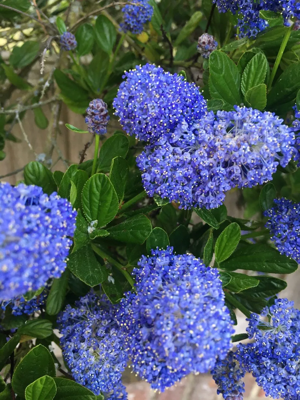 Ceanothus 'Skylark'