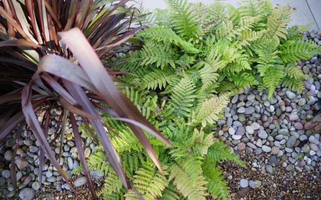 Studio Hummingbird | Garden Designer Shoreham-by-Sea Coastal planting in Shoreham-by-Sea.