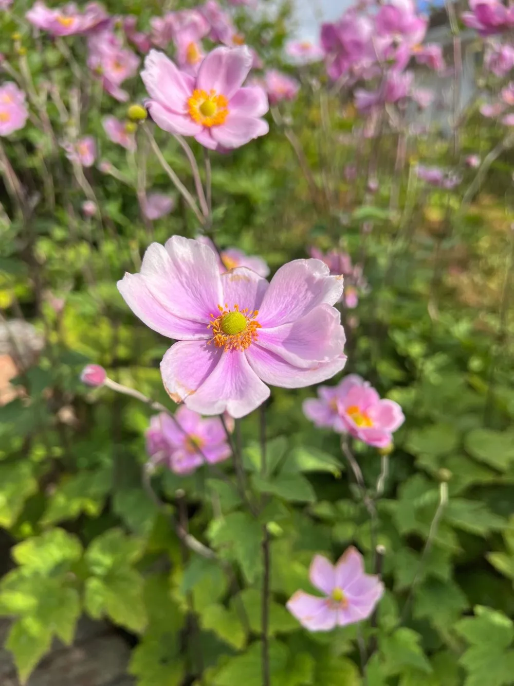 Anemone japonica