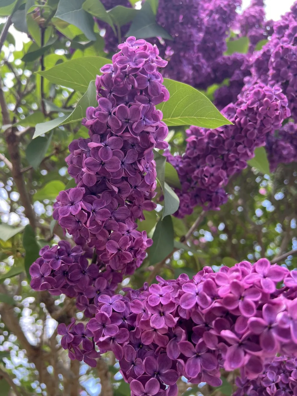 Pollinator-friendly garden plants