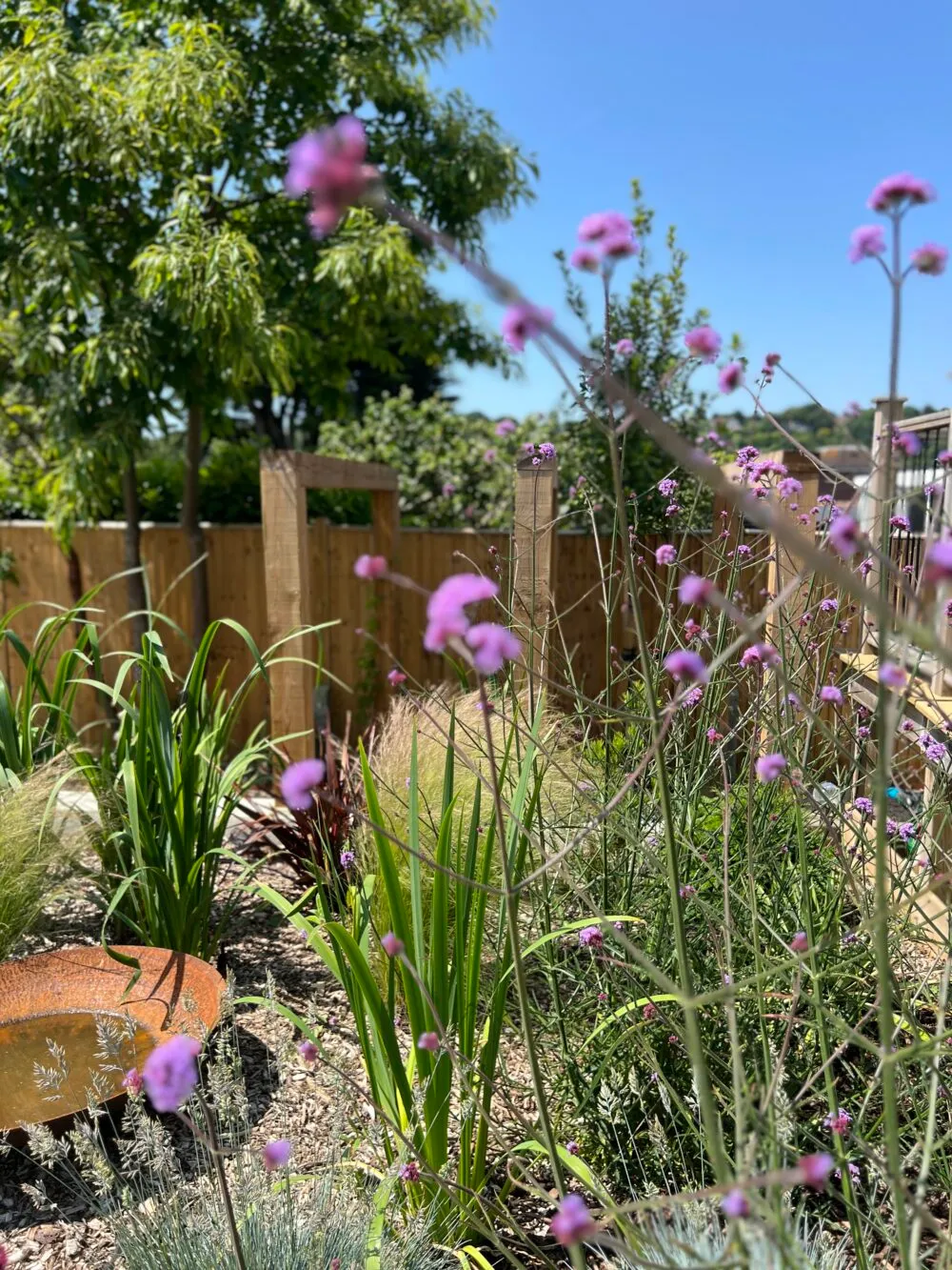Verbena in front of a water bowl.