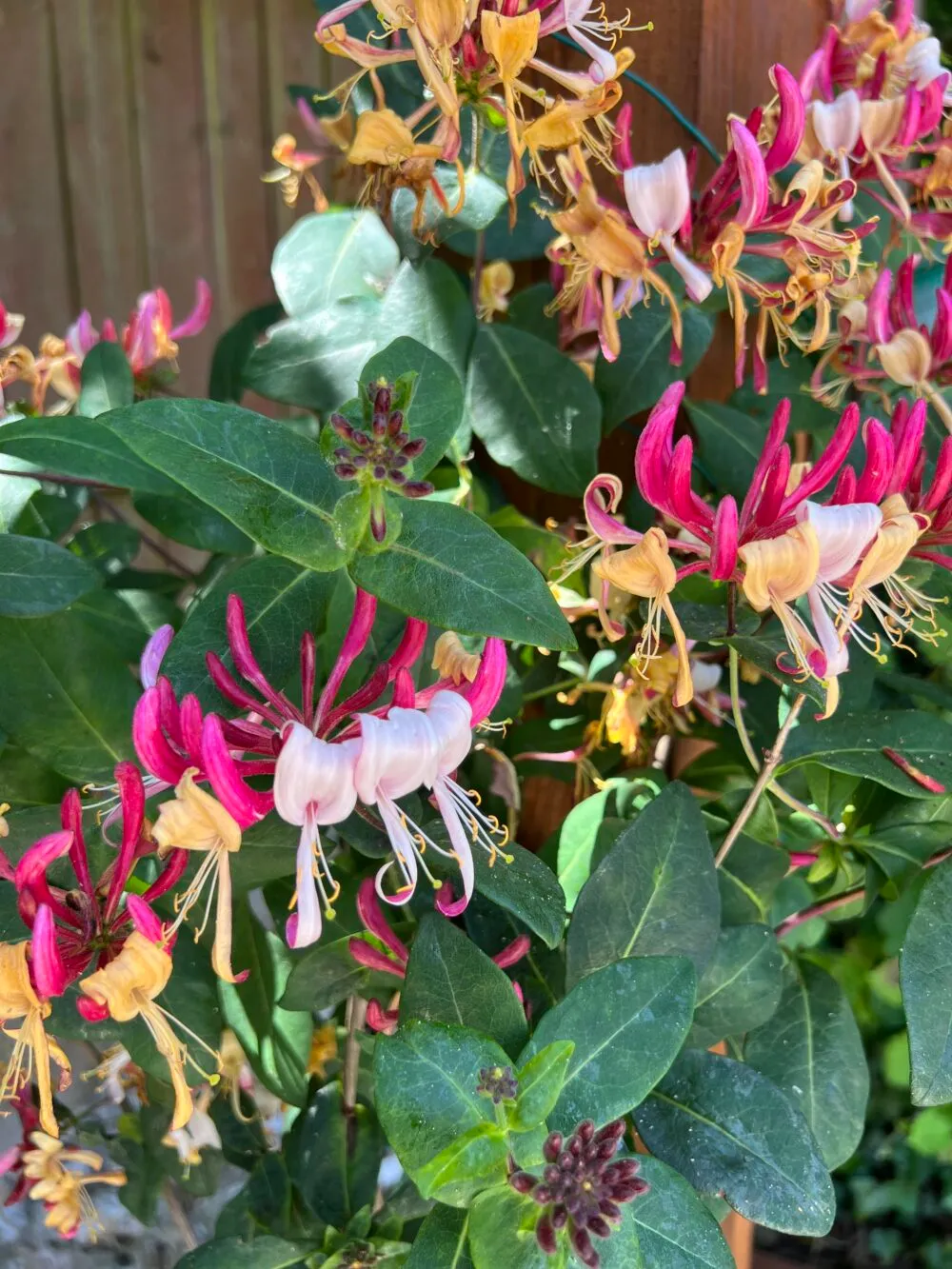 Lonicera periclymenum