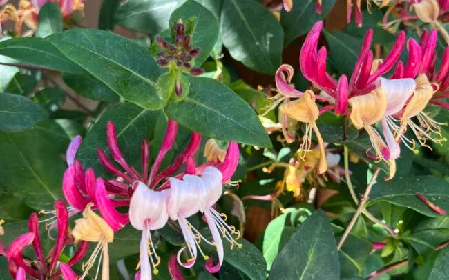 Honeysuckle, Lonicera periclymenum