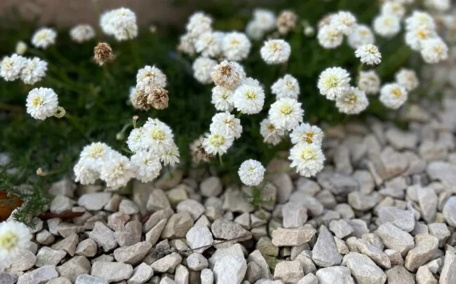 Cammomile in a gravel garden