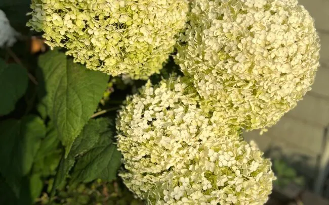 White hydrangeas
