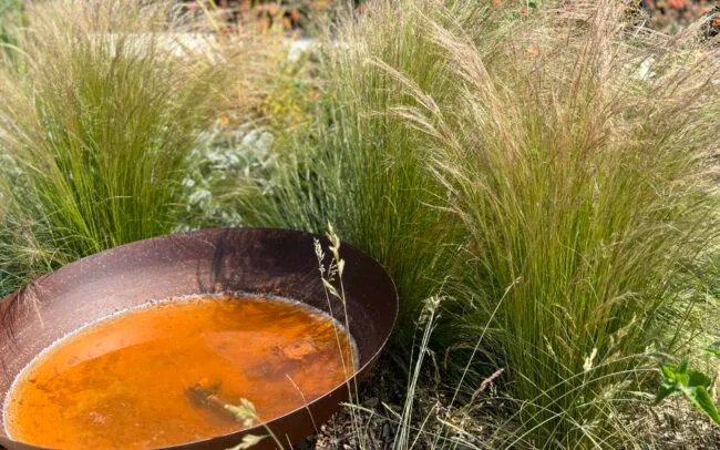 Corten Steel Water bowl surrounded by swaying ornamental grasses