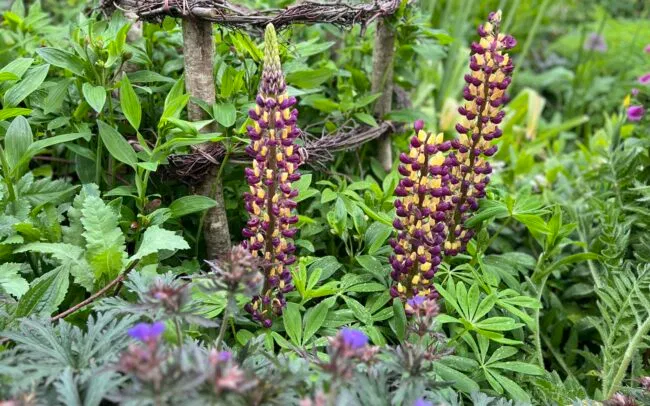 Lupins in a planting border