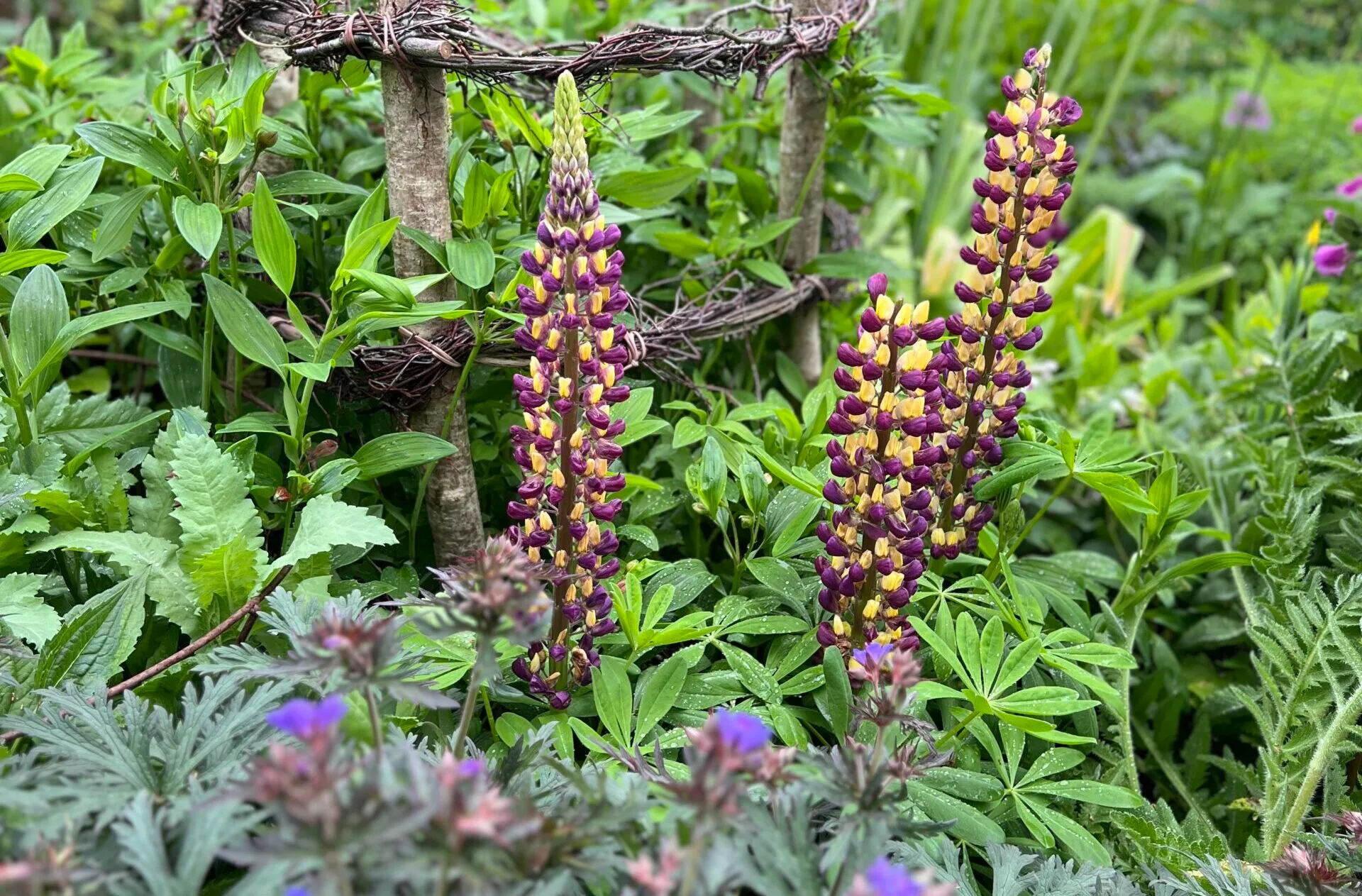 IMG_9825 Lupins in a planting border
