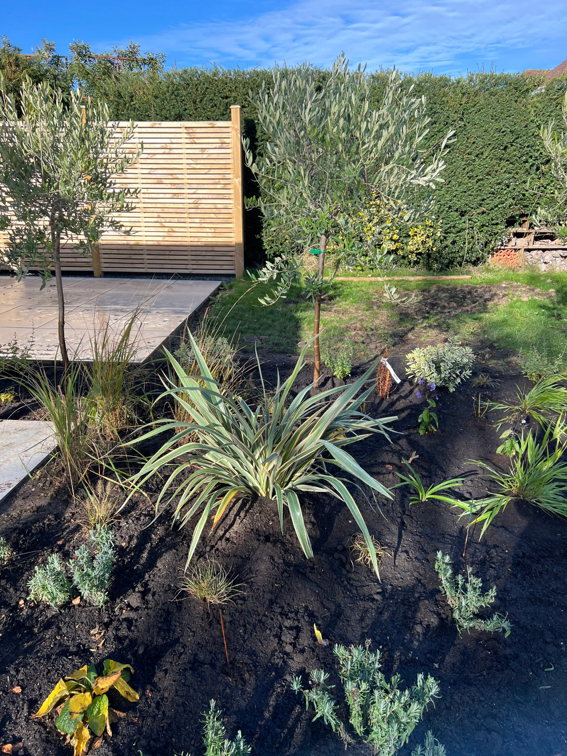 After Planting Southwater An After Planting photo with olive trees and layered planting in place in Southwater, Horsham.