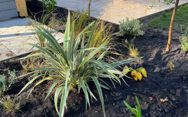 Studio Hummingbird | Garden Designer Horsham A photo of a planting bed with coastal plants like Phormiums and Olive trees in Southwater, Horsham.