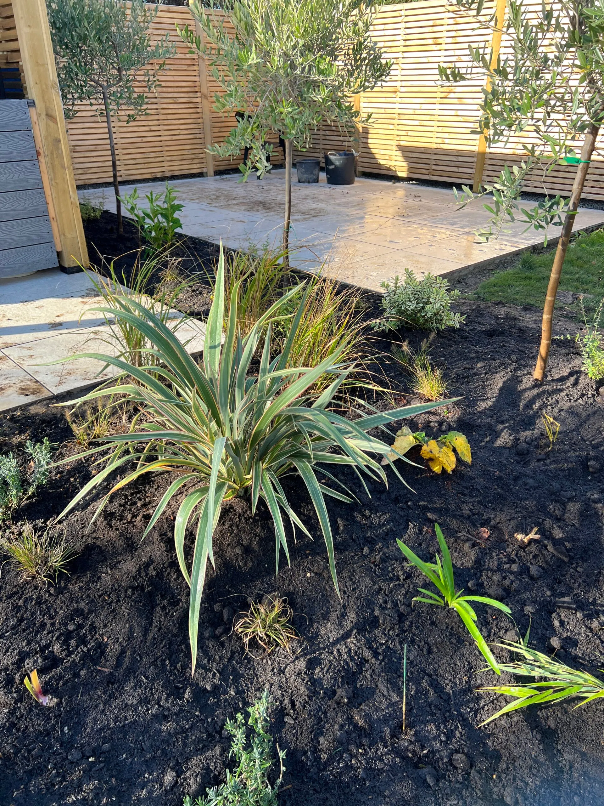 A photo of a planting bed with coastal plants like Phormiums and Olive trees in Southwater, Horsham.