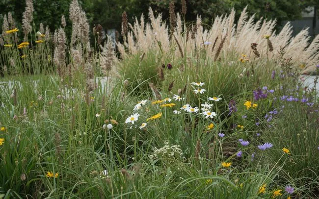 Studio Hummingbird | Garden Designer Tangmere An example of a garden that follows the principles of Sustainable Garden Design with lots of native grasses and wildflowers